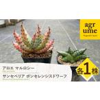 花 苗木 サンセベリア ボンセレンシスドワーフ