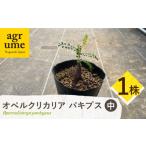 花 苗木 Operculicarya pachypus