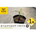 花 苗木 Operculicarya pachypus