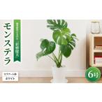 花 苗木 観葉植物 モンステラ 6号セラアート鉢