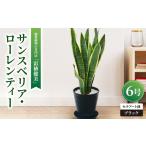 花 苗木 観葉植物 サンスベリア ローレンティー
