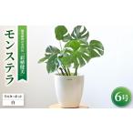 花 苗木 観葉植物 サンスベリア ローレンティー6号鉢