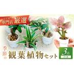 花 苗木 観葉植物お試し3点セット 専門店が選ぶ“はじめての…