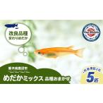 生き物 めだかさんミックス 計7匹