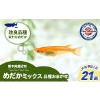 生き物 めだかさんミックス 計23匹