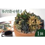 花 苗木 多肉 寄せ植え テラコッタ 多肉植物
