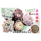 花 苗木 多肉植物 苗 おまかせ 5ポット 多肉植物専用土1パ…
