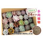 花 苗木 多肉植物 苗 おまかせ 24ポット 多肉植物専用土2パ…
