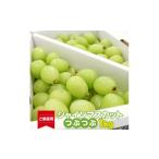 ショッピングふるさと納税 訳あり 傷 ふるさと納税 ぶどう マスカット 山形県 寒河江市  先行予約 《ご家庭用》令和8年産 訳ありシャインマスカット つぶつぶ 1kg 山形県産 2026年産 2026年9月上旬…