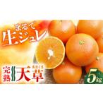 果物類 みかん 天草 あまくさ 約5kg