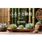 苗木 かわいい多肉植物 エケベリア セダム