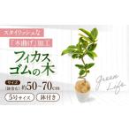 花 苗木 観葉植物 フィカスゴムの木 鉢付き