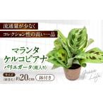 花 苗木 観葉植物 マランタケルコビアナバリエガータ