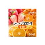 紀州和歌山産旬 フルーツ定期便 いちご 約250g×4P