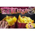 野菜類 サツマイモ 甘さ引き出す サイズ不揃い