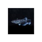 生き物 ミッドナイトフリル体外光 メダカ