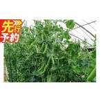 豆類 JAくま産 球磨のスナップエンドウ 1kg