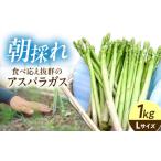 野菜類 アスパラガス 朝採れ グリーンアスパラガス 1kg