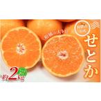みかん せとか 約2kg