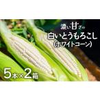 朝採れ 濃い甘さの白いとうもろこし ホワイトコーン 5本×2箱