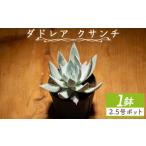 花 苗木 クサンチ ダドレア 多肉植物 植物 ベンケイソウ科