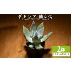 花 苗木 ブリトニー 仙女盃 ダドレア 肉植物