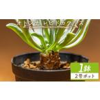 花 苗木 レピドカウリス オトンナ 塊根植物