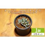 花 苗木 カカリオイデス オトンナ 植物 オトンナ属