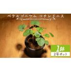 花 苗木 コチレドニス ペラルゴニウム 物 常緑種