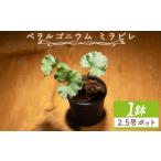 花 苗木 ミラビレ ペラルゴニウム 植物 実生苗