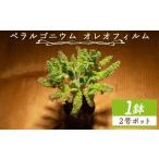 花 苗木 オレオフィルム ペラルゴニウム 植物