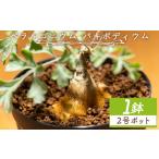 花 苗木 パキポディウム ペラルゴニウム 植物