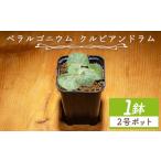 花 苗木 クルビアンドラム ペラルゴニウム