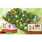 花 生産者直送 ビオラ 花苗 24ポットセット
