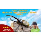 生き物 虹色Farm ヘラクレスオオカブト
