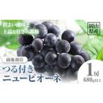 ぶどう 巨峰 つる付きニューピオーネ 1房 680g以上