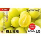厳選朝採りシャインマスカット 約600g