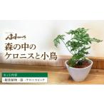 花 苗木 森の中のケロニスと小鳥 フラワーデザイン