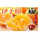 みかん 柑橘類 先行受付 昔ながらの美味しさ
