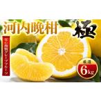 みかん 柑橘類 先行受付 和製グレープフルーツ