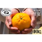 みかん 柑橘類 先行受付 2027年発送 甘夏 10kg
