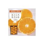 みかん 柑橘類 紅まどんなと同品種 愛媛果試28号