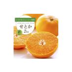 みかん 柑橘類 先行受付 とろける濃厚柑橘