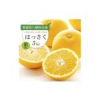 みかん 柑橘類 先行受付 ぷりぷり 酸味さわやか