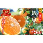 みかん 柑橘類 先行受付 完熟 口いっぱいに広がる