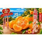 果物類 みかん 先行受付 太陽の光 石垣の反射光