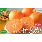 みかん 柑橘類 先行受付 訳アリ 500箱