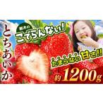 いちご 2027年4~ とちあいか 栃木のこでらんないイチゴ