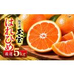 みかん 柑橘類 先行受付 愛媛名産 玉宝はれひめ 5kg