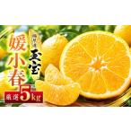 みかん 柑橘類 先行受付 愛媛名産 玉宝媛小春